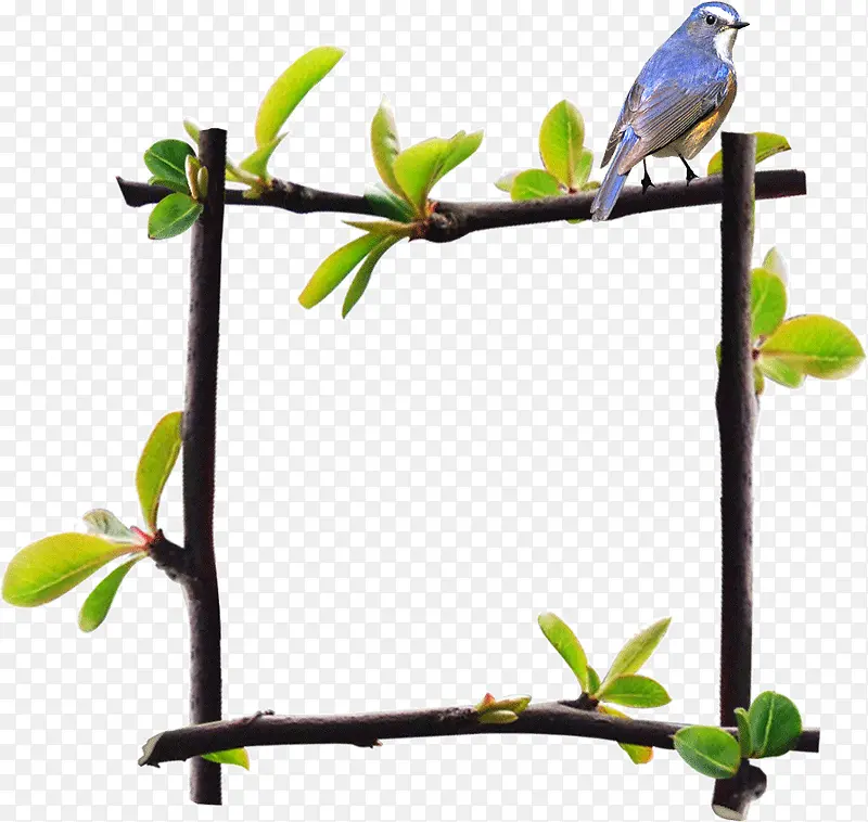 树枝边框小鸟