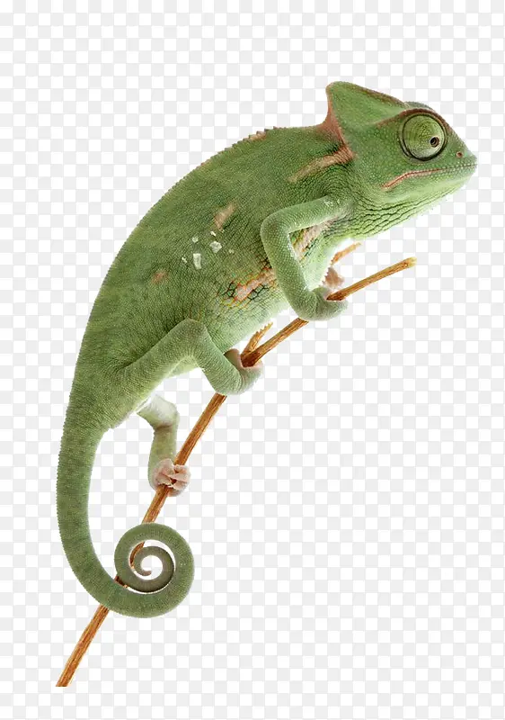 绿色野生动物蜥蜴