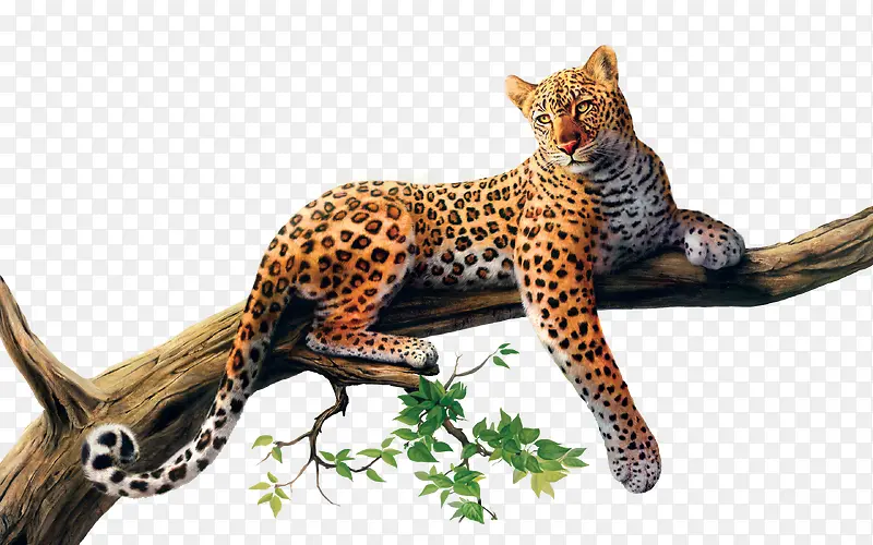 在树枝上的猎豹