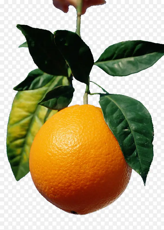 橘树图片下载