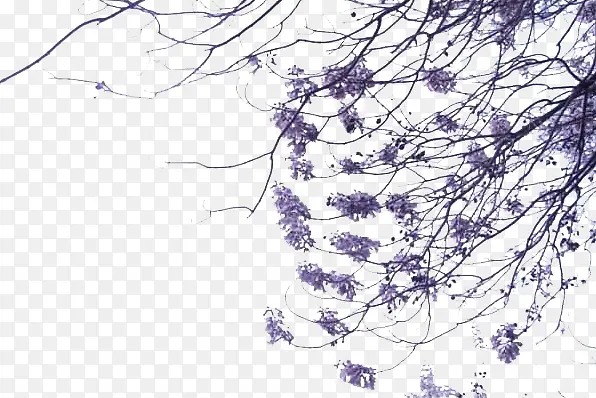 紫色桐花树花朵免扣图