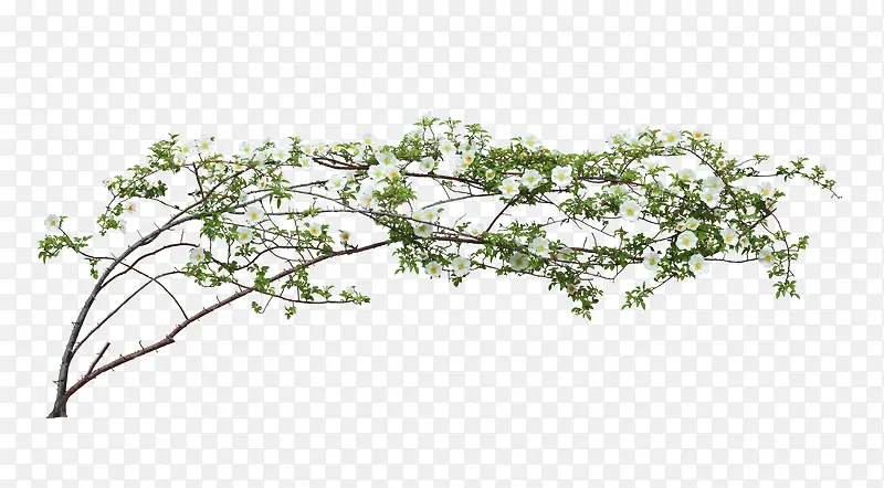 树枝花朵免抠素材PNG图片素材下载_图片编号qgeajmdv-免抠素材网