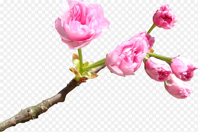 粉色艺术樱花花朵设计