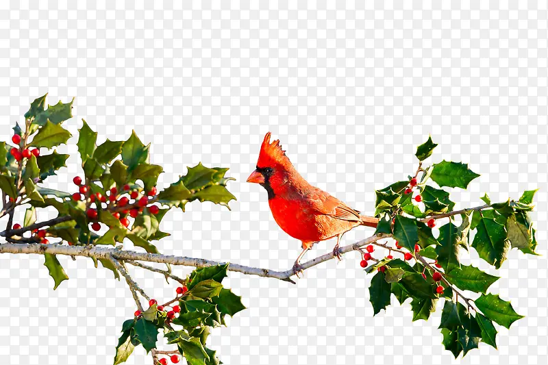 鸟类动物静止树枝橙绿