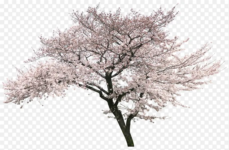 立体樱花树免抠装饰