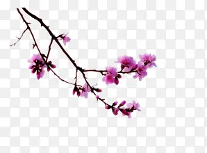 花朵粉红樱花装饰