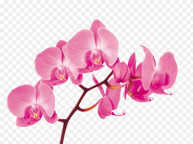 开放的樱花