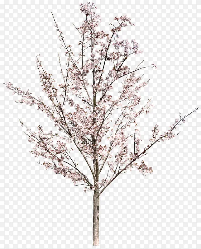 免抠樱花树装饰