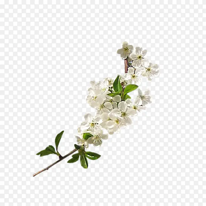 白色樱花花朵装饰
