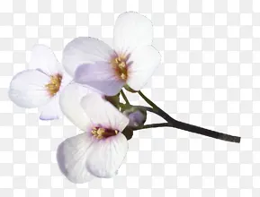 白色花朵樱花装饰