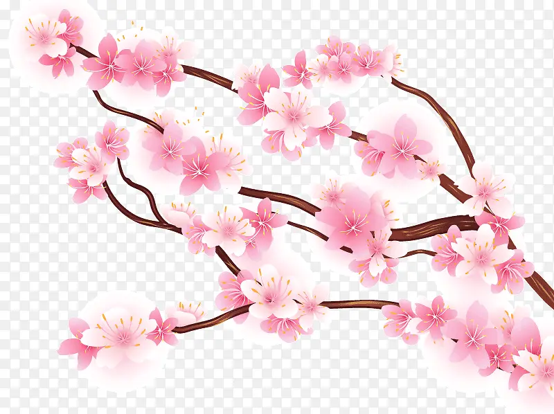 怒放樱花枝矢量素材