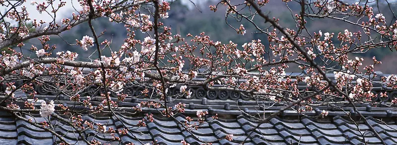 樱花日式建筑