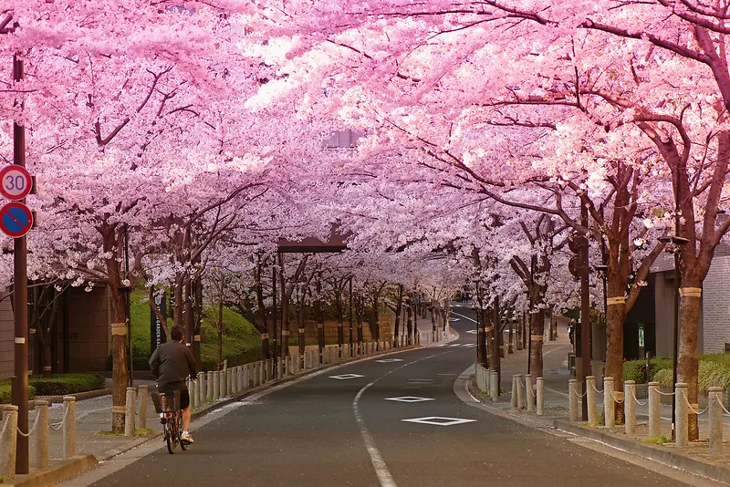 唯美樱花公路摄影图