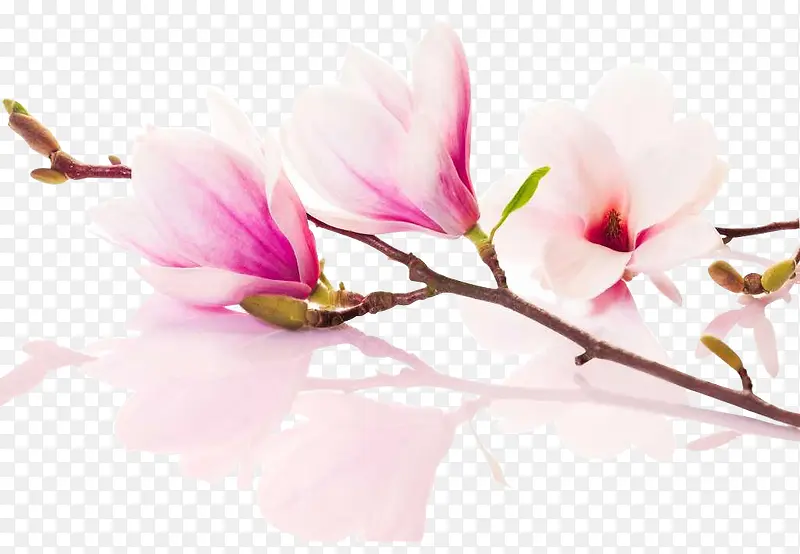 粉红樱花花枝装饰图片