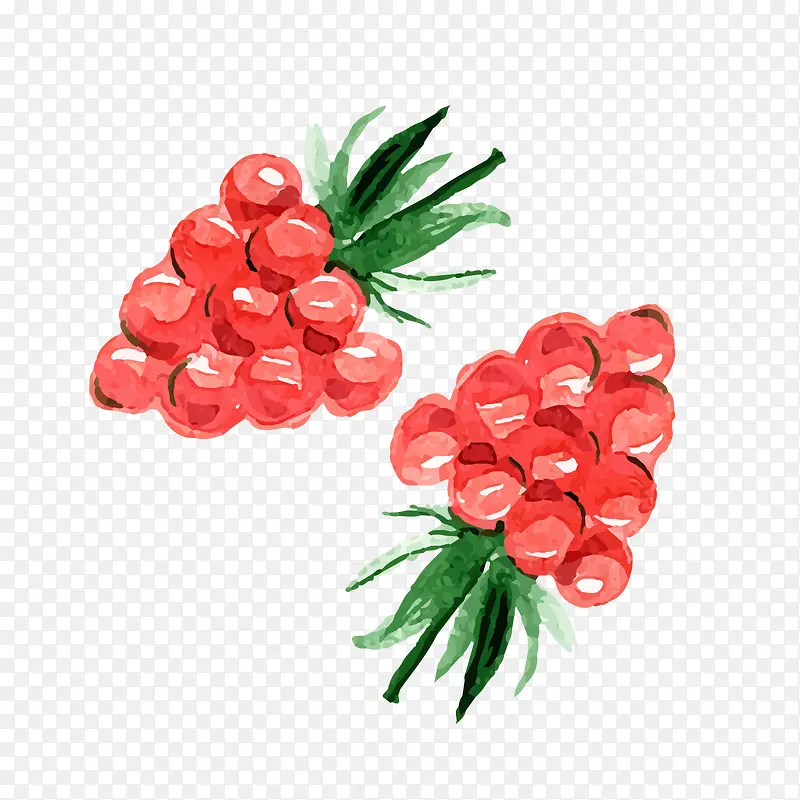 手绘红色树莓矢量图