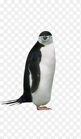 微笑企鹅