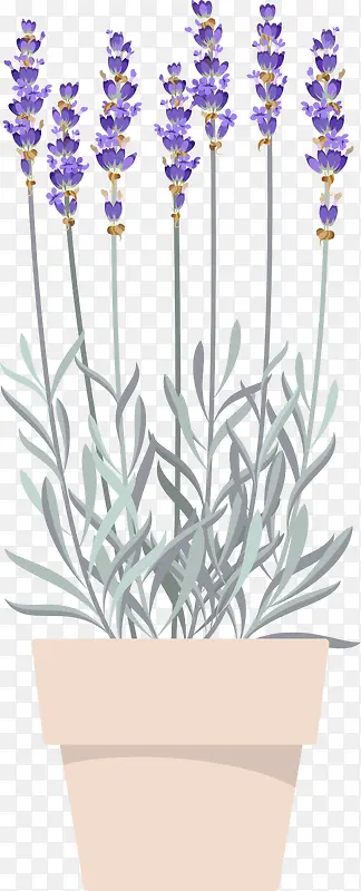 紫色美丽薰衣草PNG图片素材下载_图片编号yanvxzlr-免抠素材网