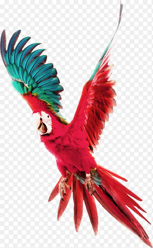 红色飞翔的鹦鹉