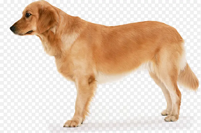 宠物狗 宠物