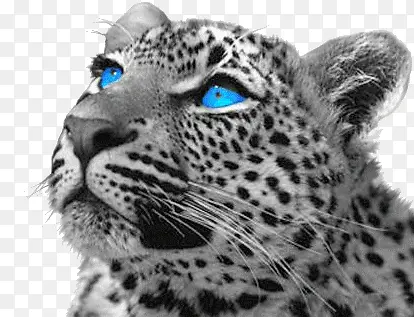 蓝眼豹