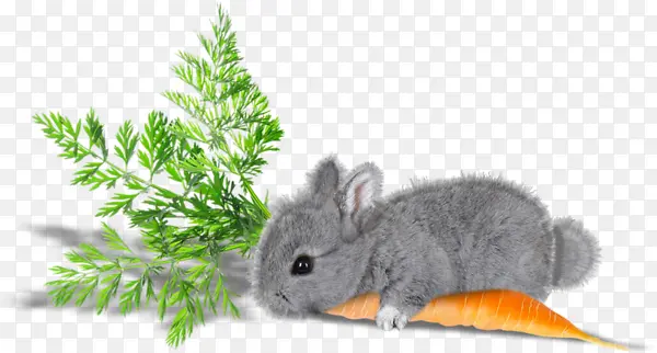 兔子和红萝卜