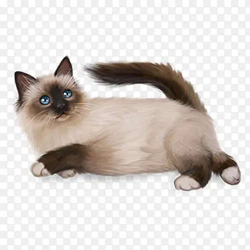 可爱的猫咪