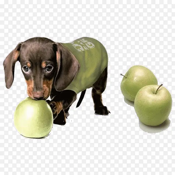 小狗和苹果