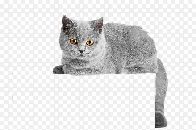 灰色猫咪