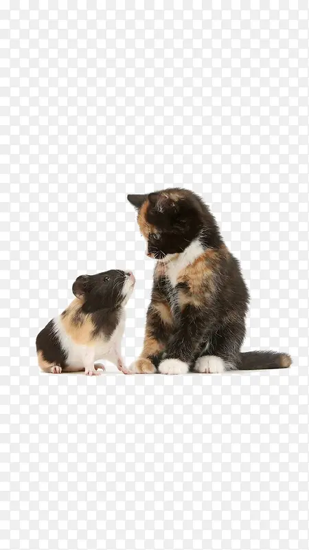 猫和老鼠