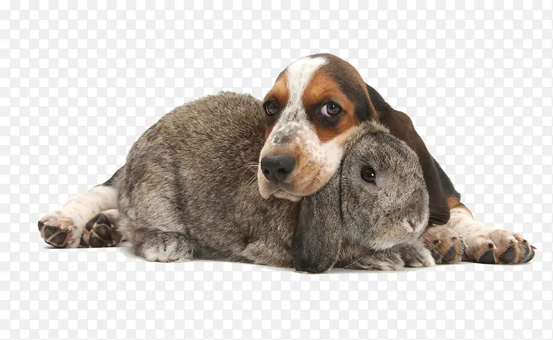 兔和狗