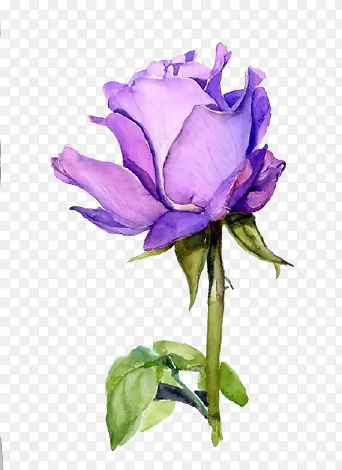 创意紫色玫瑰