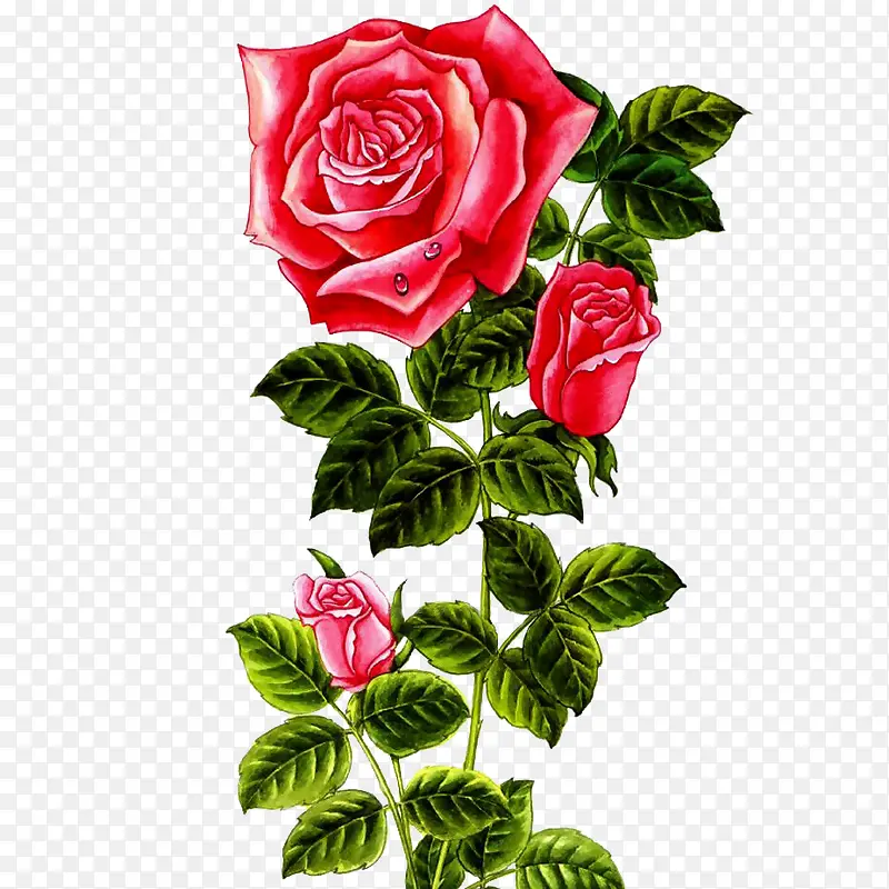 花卉