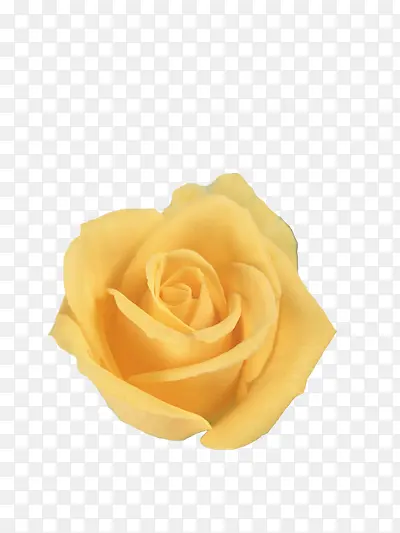 黄色玫瑰