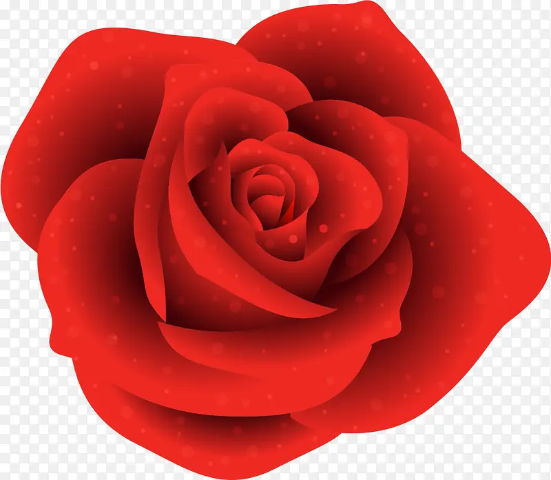红色情人节玫瑰花
