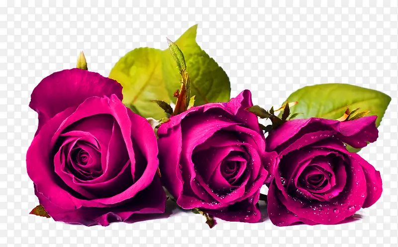 紫色玫瑰装饰图案