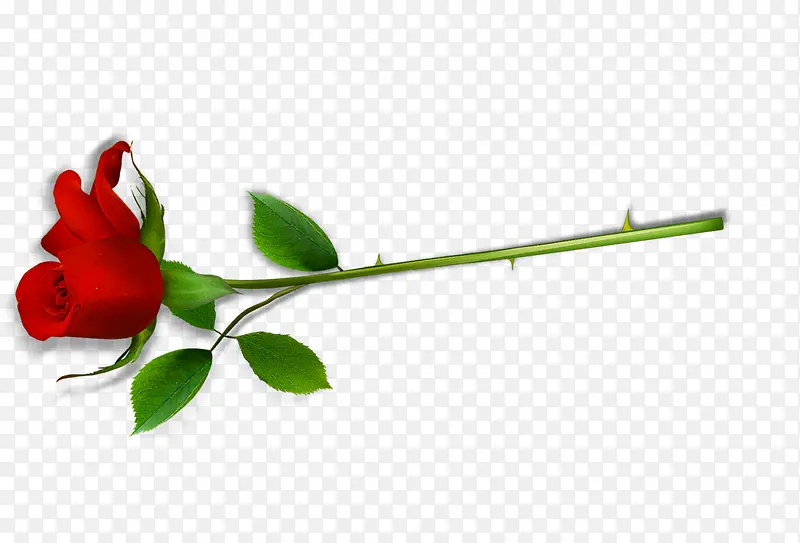 一只红色的玫瑰