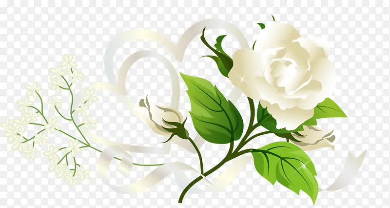 漂亮白色玫瑰