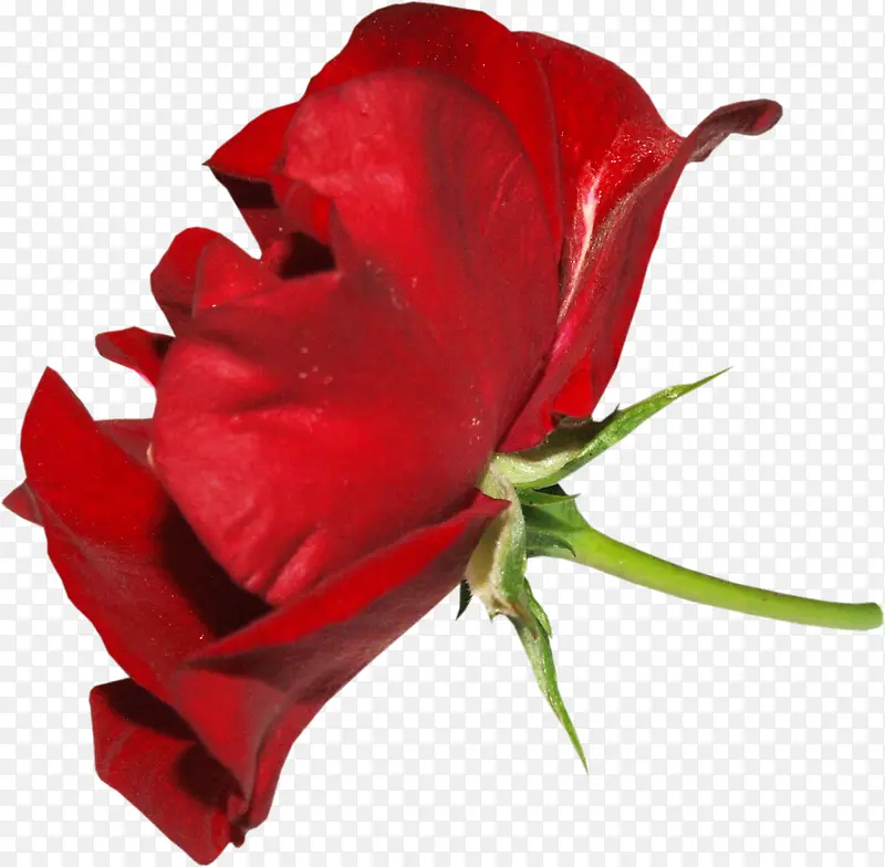 玫瑰花瓣