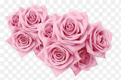 粉色盛开玫瑰花卉七夕情人节
