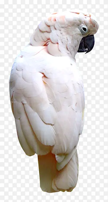白色的鹦鹉