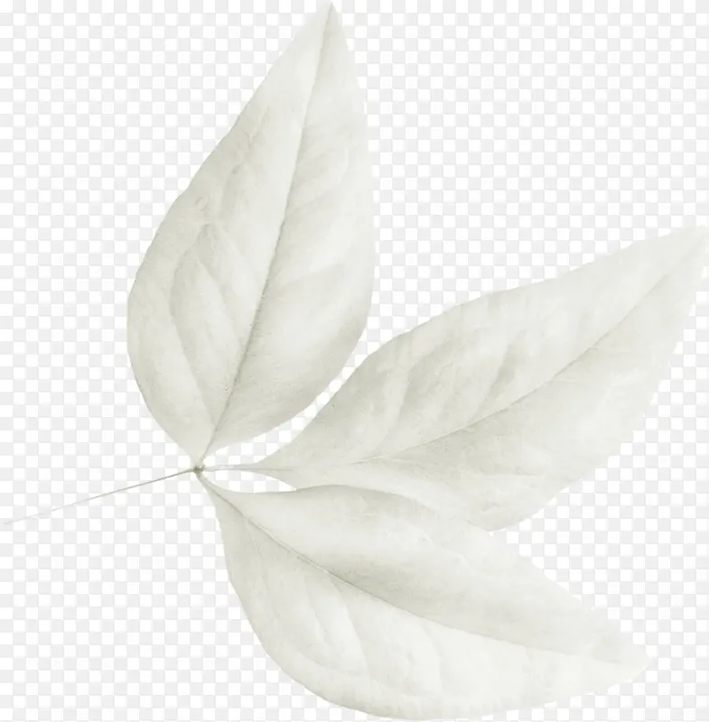 白色三叶素材免抠