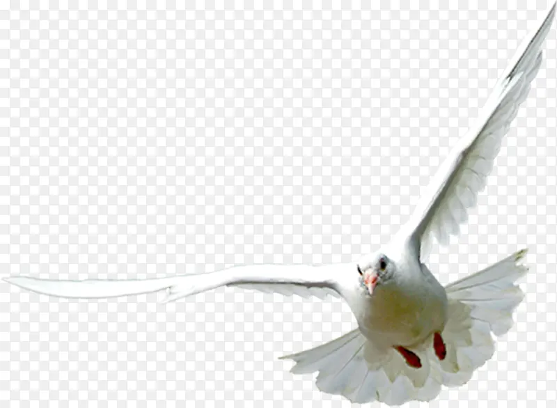 飞翔白色鸽子