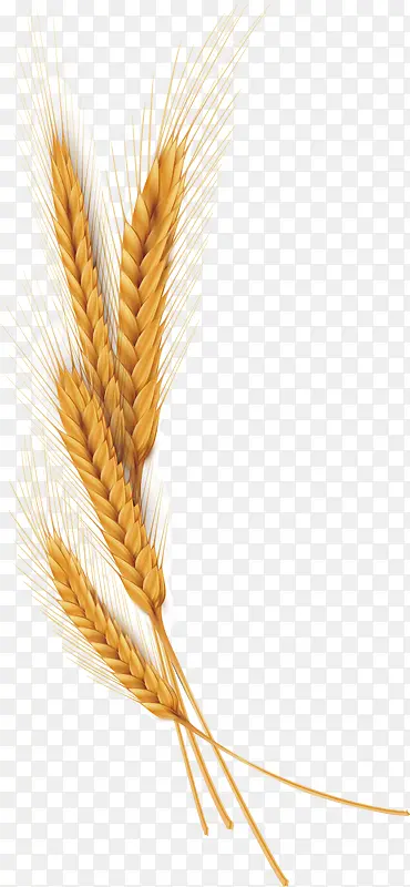 矢量图黄色的小麦