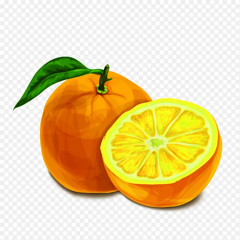 手绘柳橙图片素材