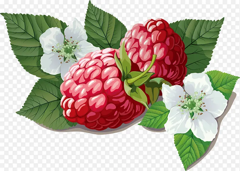 手绘山莓矢量图