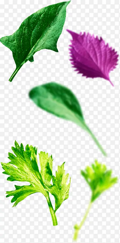 手绘紫色叶子蔬菜