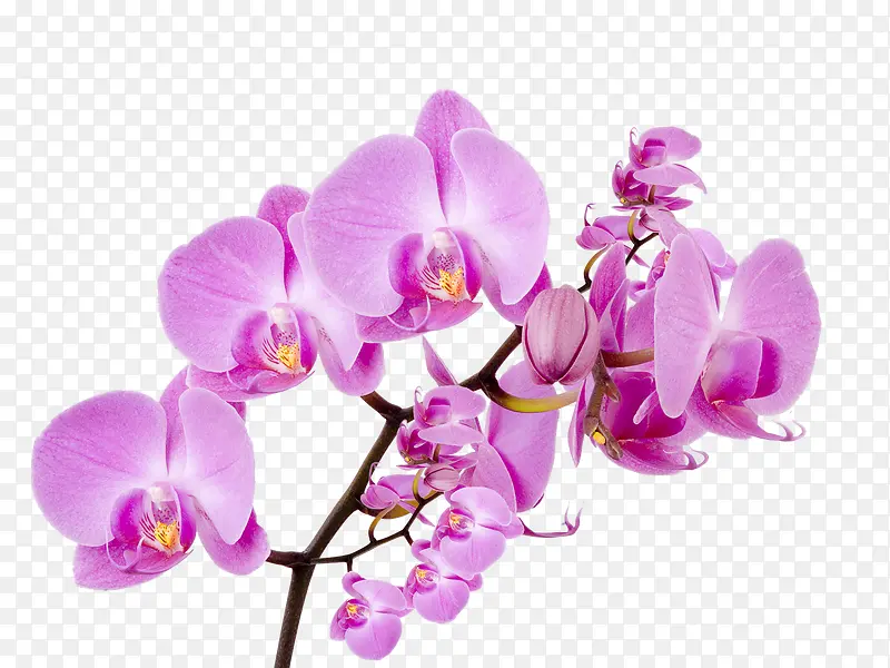 紫色鲜花图案