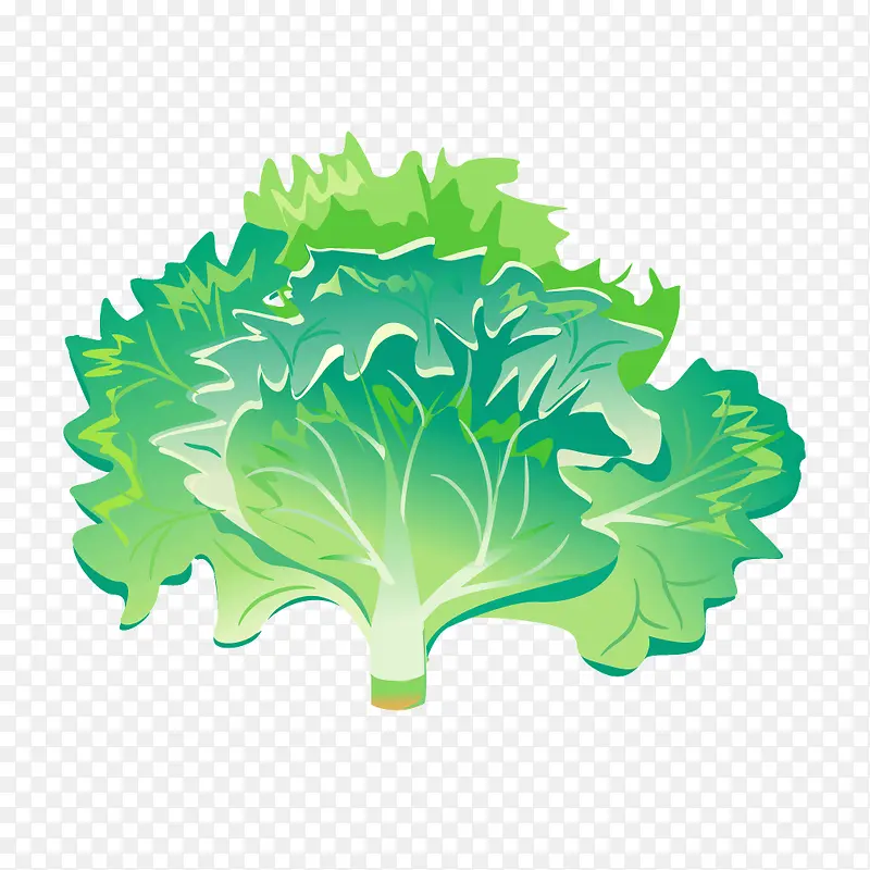 绿色蔬菜青菜生菜
