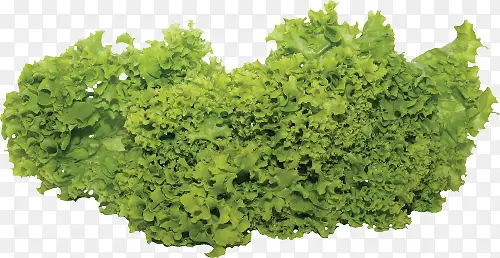 绿色生菜