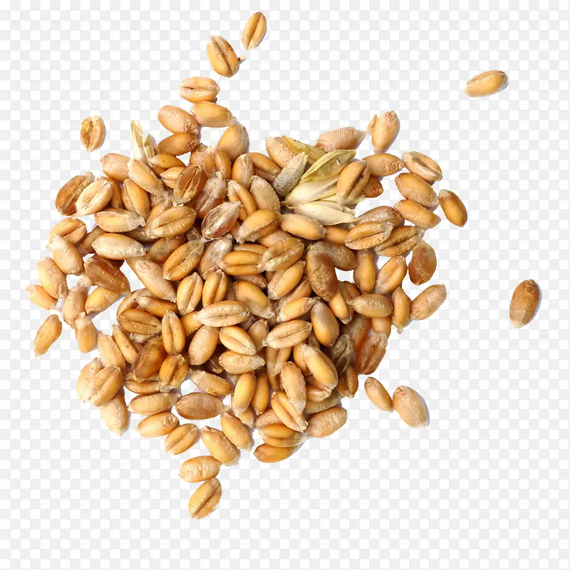 麦子麦粒